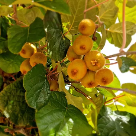 Lejlighed Kiwi Apartmanhaz