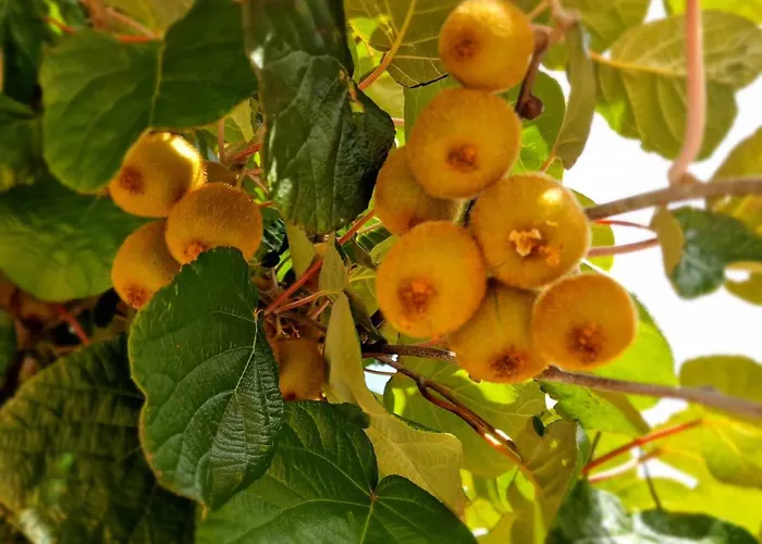 Apartmán Kiwi Apartmanhaz